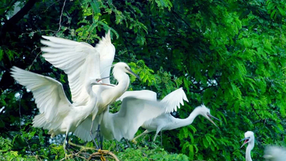 Stagione di nidificazione sull'Isola degli Uccelli: la magnifica danza di migliaia di uccelli sulla laguna di Thi Nai.