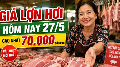 Prezzo odierno dei suini vivi (27 maggio): Dong Nai mantiene il prezzo massimo di 70.000 VND/kg.