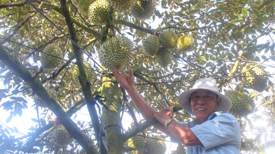 Divinità locale di Xuan Lap con l'albero "da un milione di dollari".