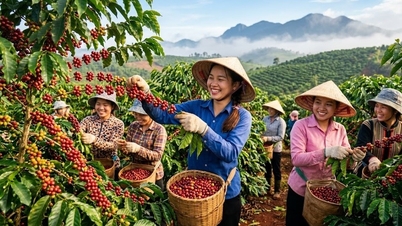 Harga kopi hari ini, 27 Mei: Trend menurun telah perlahan, tanda-tanda pemulihan semakin muncul.