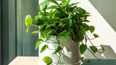 6 φυτά εσωτερικού χώρου που δροσίζουν αποτελεσματικά το σπίτι σας τις ζεστές μέρες.