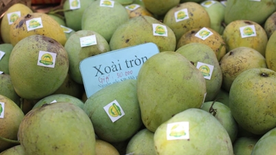 I manghi rotondi di Yen Chau, nella prefettura di Son La, sono piccoli, quindi perché sono così ricercati sul mercato giapponese?