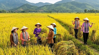 Rice prices today, May 27th: Export rice prices slightly decrease, high-quality rice prices remain stable.