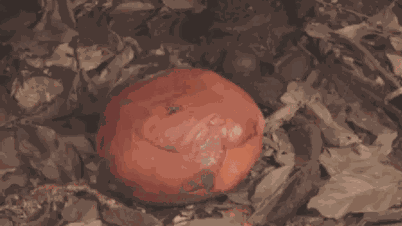 Nejabsurdnější květina světa: Váží 10 kg, má průměr přes 1 metr, nemá stonek ani kořeny, ale její vůně je skutečně úchvatná.