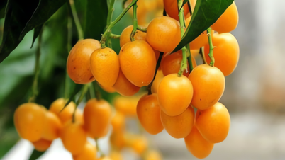 Le piante ornamentali tradizionali, coltivate in giardino, sono come riportare in vita un pezzo di campagna, contribuendo a far affluire denaro alla famiglia come acqua e a moltiplicare la ricchezza.