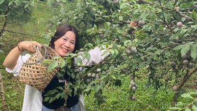 Il Four Seasons Farm Festival del 2026 sta per avere luogo nel distretto di Trung Tam.