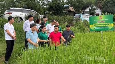 Campagna di emulazione per celebrare il Congresso dell'Associazione degli agricoltori del Vietnam.