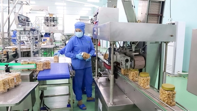 Sviluppo sostenibile dell'industria degli anacardi