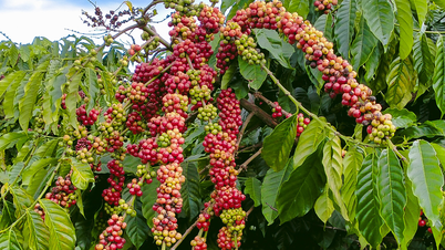 Notizie agricole di oggi (27 maggio): i prezzi del caffè restano stabili, mentre quelli del pepe calano bruscamente.