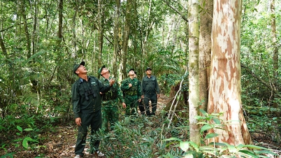 Reforçar a coordenação nos esforços de proteção florestal.