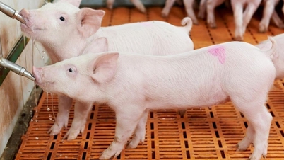 Harga daging babi pada 27 Mei: Penurunan sedikit di Vietnam Tengah dan Selatan, stabil di Vietnam Utara.