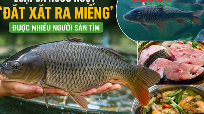 Ikan air tawar jenis ini sangat diminati oleh ramai orang.