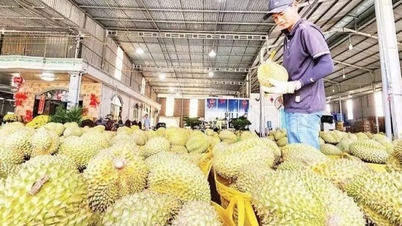 Affrontare le cause profonde dei colli di bottiglia nel settore del durian.
