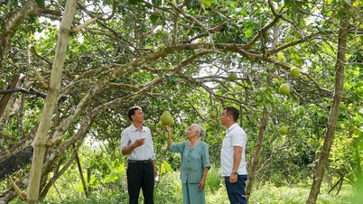 L'agricoltura di Da Nang si sta trasformando grazie alla creazione di sinergie produttive.