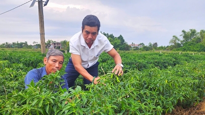 Il problema di trovare mercati per il raccolto di peperoncino Bồ Bản.