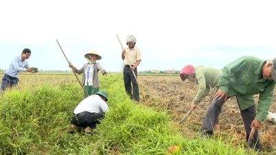 Il comune di Xuan Phu lancia una campagna per debellare i ratti e proteggere la produzione agricola durante la stagione di semina estate-autunno 2026.