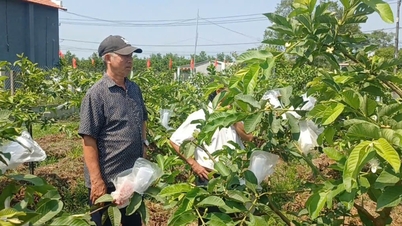 L'efficacia del modello di coltivazione biologica della guava.