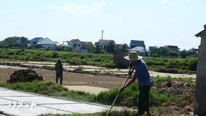 Thanh Hoa: I coltivatori di sale sono impegnati a guadagnarsi da vivere nei campi sotto il sole cocente.