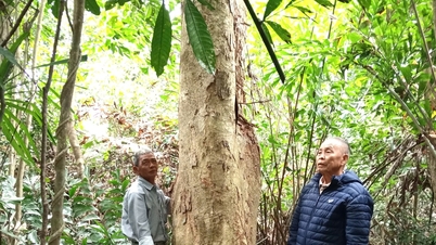 La comunità che si occupa della salvaguardia della foresta di Cam Mieu.