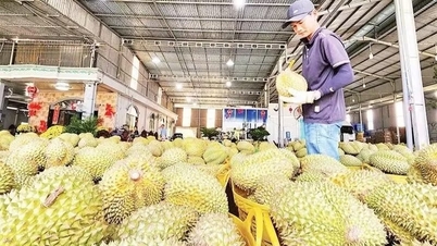 Miközben a durián, Vietnam milliárd dolláros exportágazata a 10 milliárd dolláros határon áll, hol vannak a szűk keresztmetszetek, és hogyan lehet ezeket megoldani?