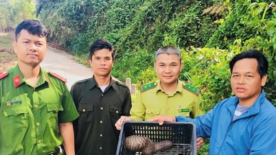 ປ່ອຍລິ່ນນ້ຳໜັກເກືອບ 1.6 ກິໂລກຣາມກັບຄືນສູ່ຖິ່ນທີ່ຢູ່ອາໄສທຳມະຊາດຂອງມັນ.