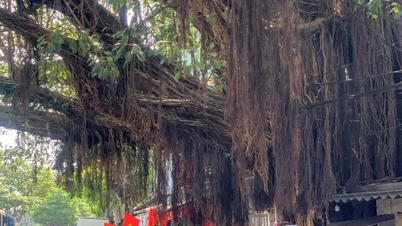 Punto d'incontro sotto l'albero di banyan ad An Hai