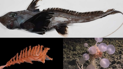 海洋生物の生態を「マッピング」する。