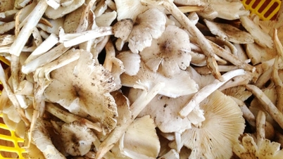 All'inizio della stagione delle piogge, i funghi termitai selvatici sono rari e il loro prezzo supera 1 milione di VND/kg.