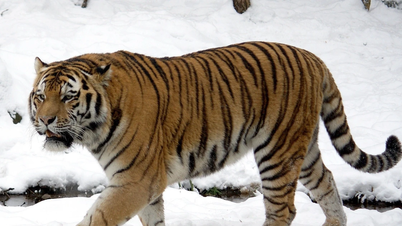 In vista della sua visita ufficiale, il presidente Putin ha donato al Kazakistan una rara tigre.