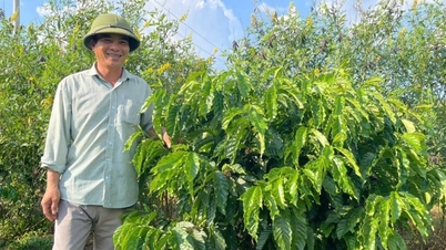 715B Coffee Company riesce a emergere in tempi difficili.