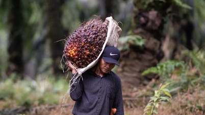 Rischio di interruzione delle forniture di carbone e olio di palma provenienti dall'Indonesia.
