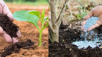 Înțelegerea adevăratului rol al îngrășămintelor anorganice și organice: Lecții din Sri Lanka