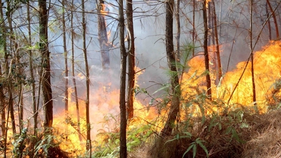La provincia di Nghe An ha emesso un'allerta di livello pericoloso per gli incendi boschivi.
