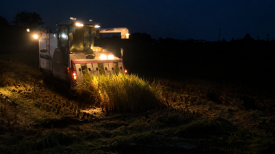Gli agricoltori di Hai Phong raccolgono il riso di notte per evitare il caldo.