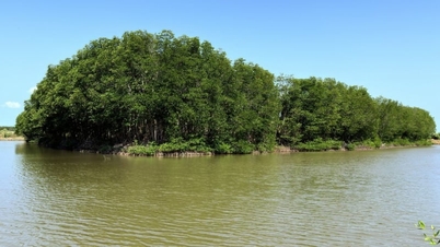 Nella comune di Long Vinh, nella provincia di Vinh Long (precedentemente provincia di Tra Vinh), la popolazione si dedica con successo all'allevamento di pesci gatto striati, e alcune famiglie arrivano a guadagnare 1 miliardo di dong vietnamiti.