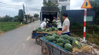 Gli agricoltori del comune di Quyet Thang ricavano un profitto di 6-8 milioni di VND per sao (circa 1000 metri quadrati) di angurie.