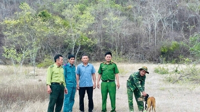 Un cervo, un animale selvatico raro e "adorabile", è stato rimesso in libertà nella foresta di Khanh Hoa (provincia di Ninh Thuan).