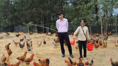 Jumlah jari kaki yang luar biasa banyak pada ayam-ayam aneh di Lang Son ini menjadi incaran para pedagang, yang membeli seluruh kawanan ayam tersebut.