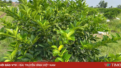 Giữ sức sống cho nông nghiệp miền Tây giữa nhiều biến động