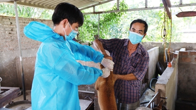 Bac Ninh: L'intensa ondata di calore impone misure urgenti per prevenire la rabbia.