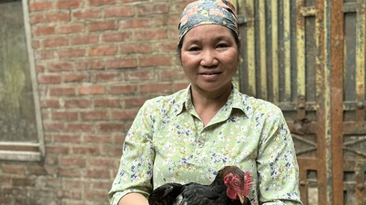 "Ibu kota" ayam berkaki sembilan di Muong Xuan Dai