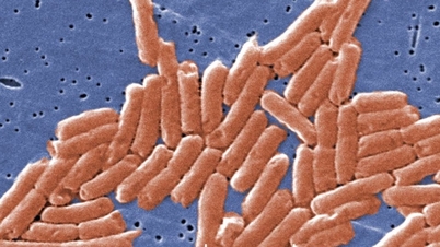 Il cambiamento climatico sta aumentando il tasso globale di resistenza agli antibiotici.