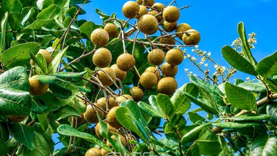 Valorizzare il marchio del longan di Bac Lieu.