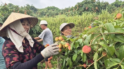 Phúc Hòa: Doanh thu từ vải sớm ước đạt hơn 270 tỷ đồng