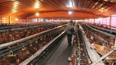 Çiftçiler sıcak hava dalgasıyla başa çıkıyor ve mahsullerini koruyor.