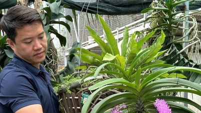 Mantenere viva la tradizione della coltivazione delle orchidee in mezzo alla tempesta dell'urbanizzazione.