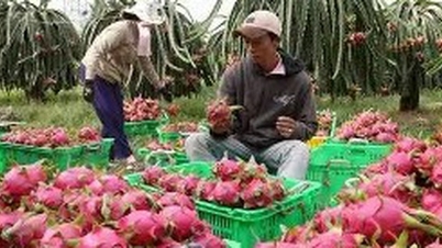 Codice area di coltivazione: gestione trasparente dei prodotti agricoli vietnamiti