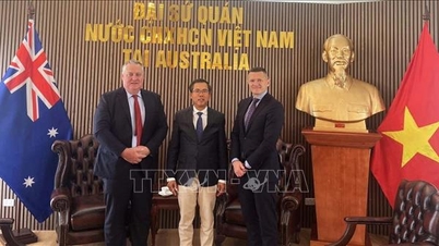 Il più grande distributore di riso australiano amplia i suoi investimenti in Vietnam.