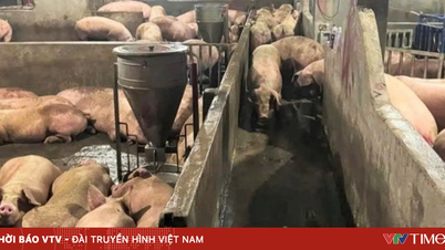 Un punto di raccolta di carcasse di suini situato nel bel mezzo di una zona residenziale sta causando un grave inquinamento nella provincia di Lam Dong.