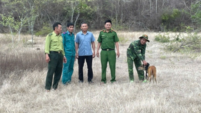 Khanh Hoa-provinsen slipper to truede, sjeldne og verdifulle dyr tilbake i naturskogen.